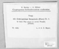 Coleosporium tussilaginis image